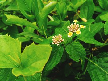 High angle view of flowering plant