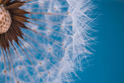 Close-up of dandelion