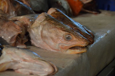 Close-up of fish in market for sale