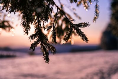 Close-up of tree branch against sky during sunset