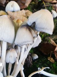 Close-up of mushrooms