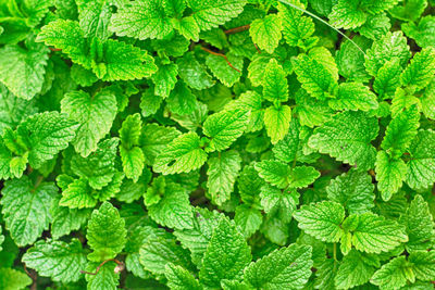 Full frame shot of green leaves