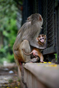 Close-up of monkey outdoors