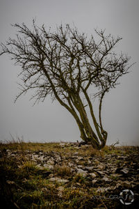 bare tree