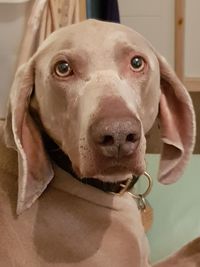 Close-up portrait of dog at home