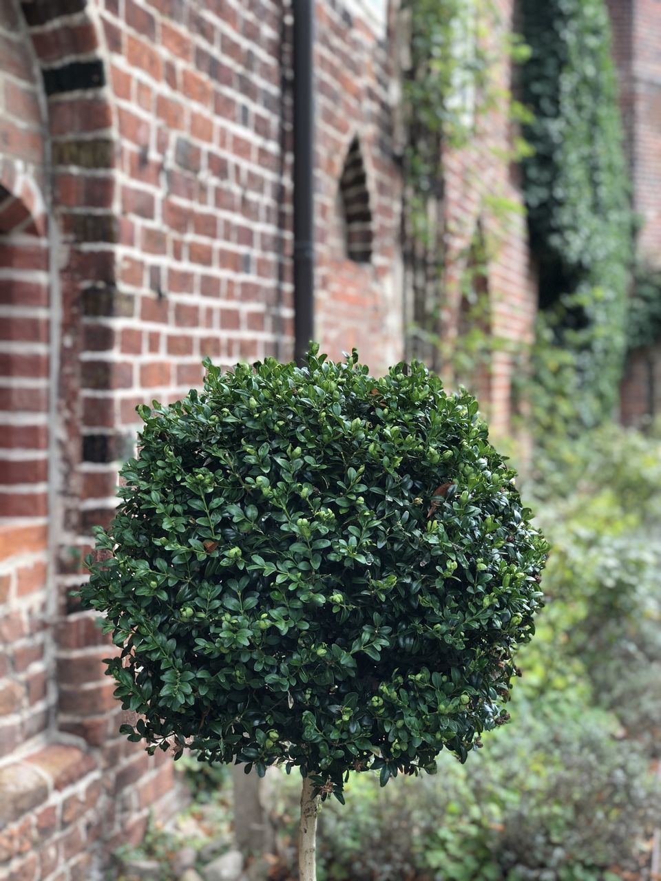 CLOSE-UP OF PLANT AGAINST BRICK WALL