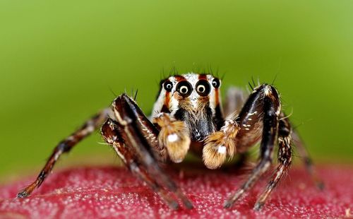 Close-up of spider