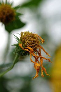 Close-up of yellow flower