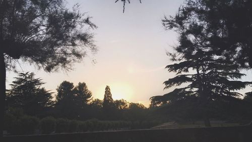 Silhouette of trees on field against sky at sunset