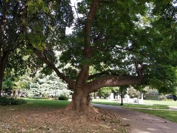 Trees in city