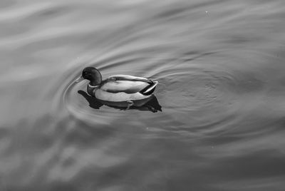 Close-up of swan swimming in lake