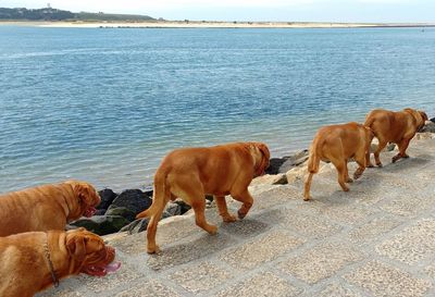 Dogs walking at beach