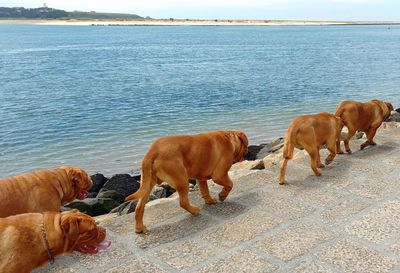 Dog by sea against sky