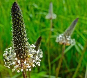 Close-up of white flowers