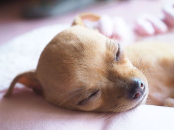 Close-up of dog sleeping on bed