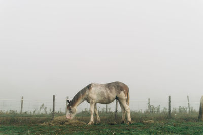 Horse grazing in a field