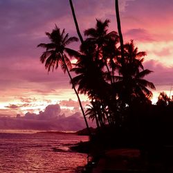 Silhouette palm tree by sea against sky at sunset