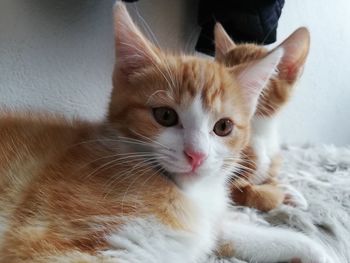 Close-up portrait of cat relaxing at home