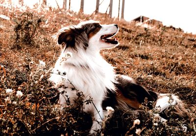 View of a dog looking away