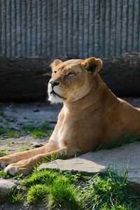 View of a cat looking away