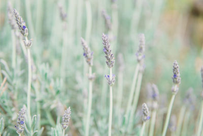 Close-up of lavender flowers