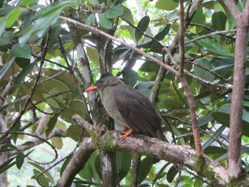 Birds perching on branch