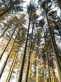 Low angle view of bamboo trees in forest