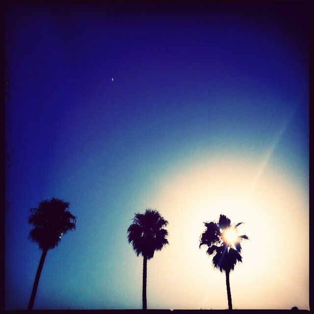 clear sky, copy space, beauty in nature, palm tree, low angle view, nature, silhouette, tranquility, auto post production filter, flower, growth, blue, sky, tranquil scene, scenics, no people, transfer print, sunset, outdoors, stem