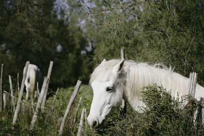 Close-up of horse on field