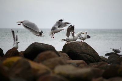 Seagulls on rocks against sea