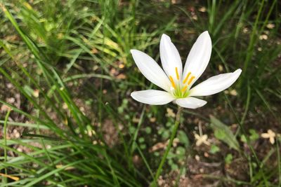 Close-up of white crocus flower on field