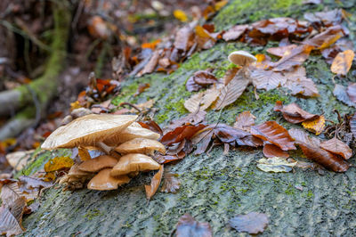 Close-up of dry leaves on field