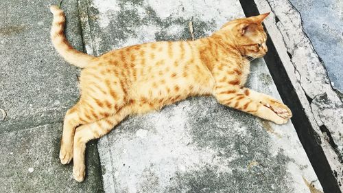 High angle view of cat sitting outdoors