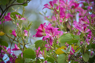 Close-up of pink flowers