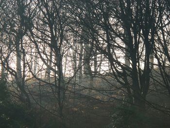 Low angle view of trees in forest