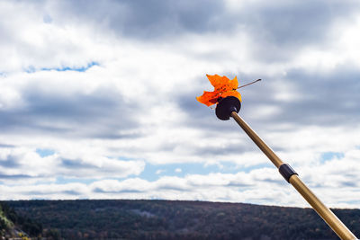 Low angle view of flowering plant against sky