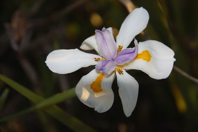 Close-up of white flowering plant