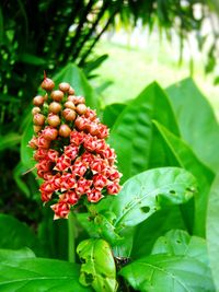 Close-up of red flowers