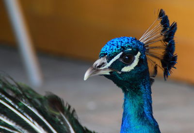 Close-up of peacock