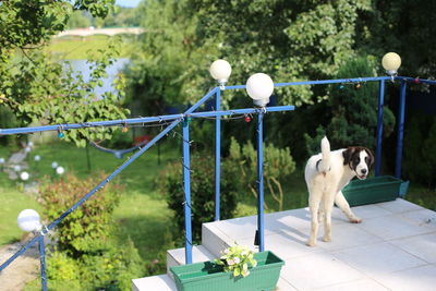 White dog on terrace 