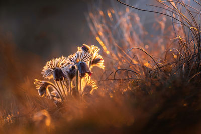 Close-up of wilted flower on field