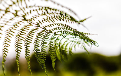 Close-up of fern on tree