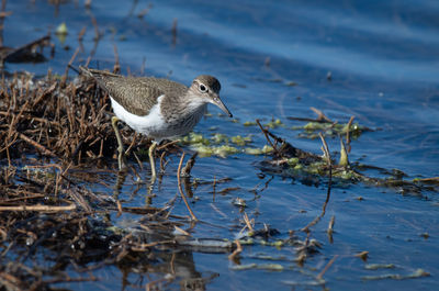 Seagull perching on a lake