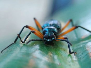 Close-up of spider