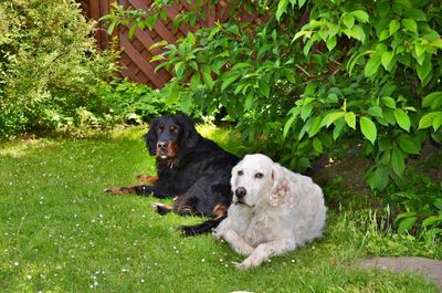 Dog sitting in backyard