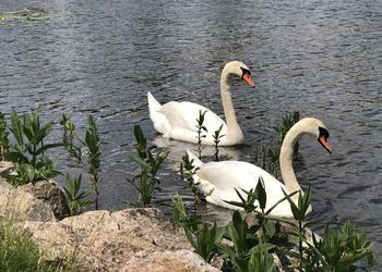 Swans swimming in lake