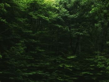 Trees in forest