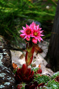 Close-up of pink cactus flower