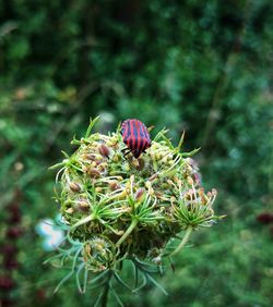 Close-up of bee pollinating on thistle