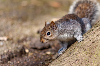 Close-up of squirrel